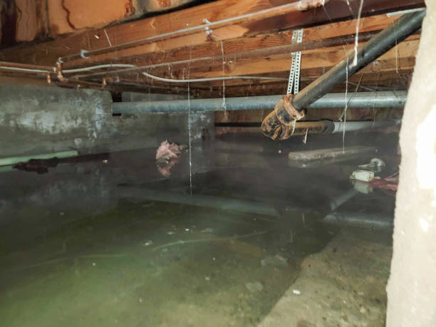 Best Flood restoration services  in Canton, MO