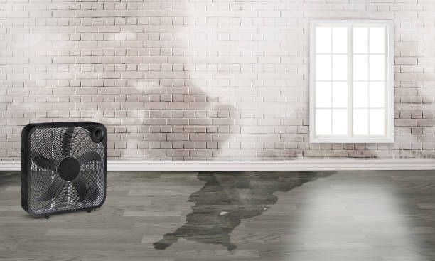 Best Water damage contractors near me  in Canton, MO